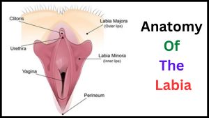 Anatomy of the Labia