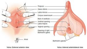 PRURITUS VULVAE