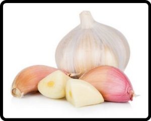 Garlic